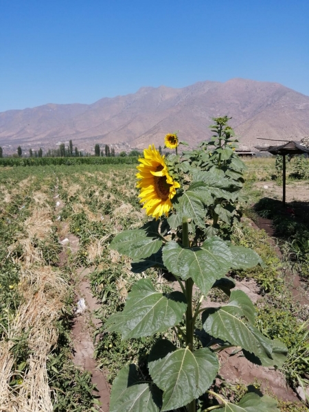 Venta hermosas Parcelas de Agrado
