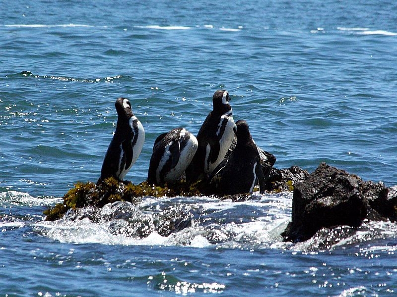 Tours y excursiones en Puerto Montt y la región de Los Lago